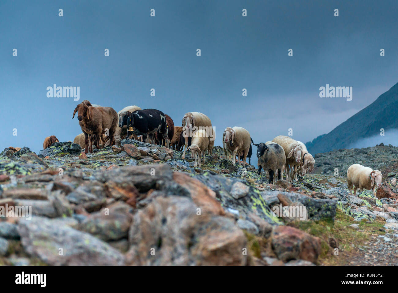 Senales / Schnals, Südtirol, Italien. Seit tausenden von Jahren der Hirte die Schafe auf den Giogo Basso (3016 m) und auf den Wiesen hinter dem Ötztal Stockfoto