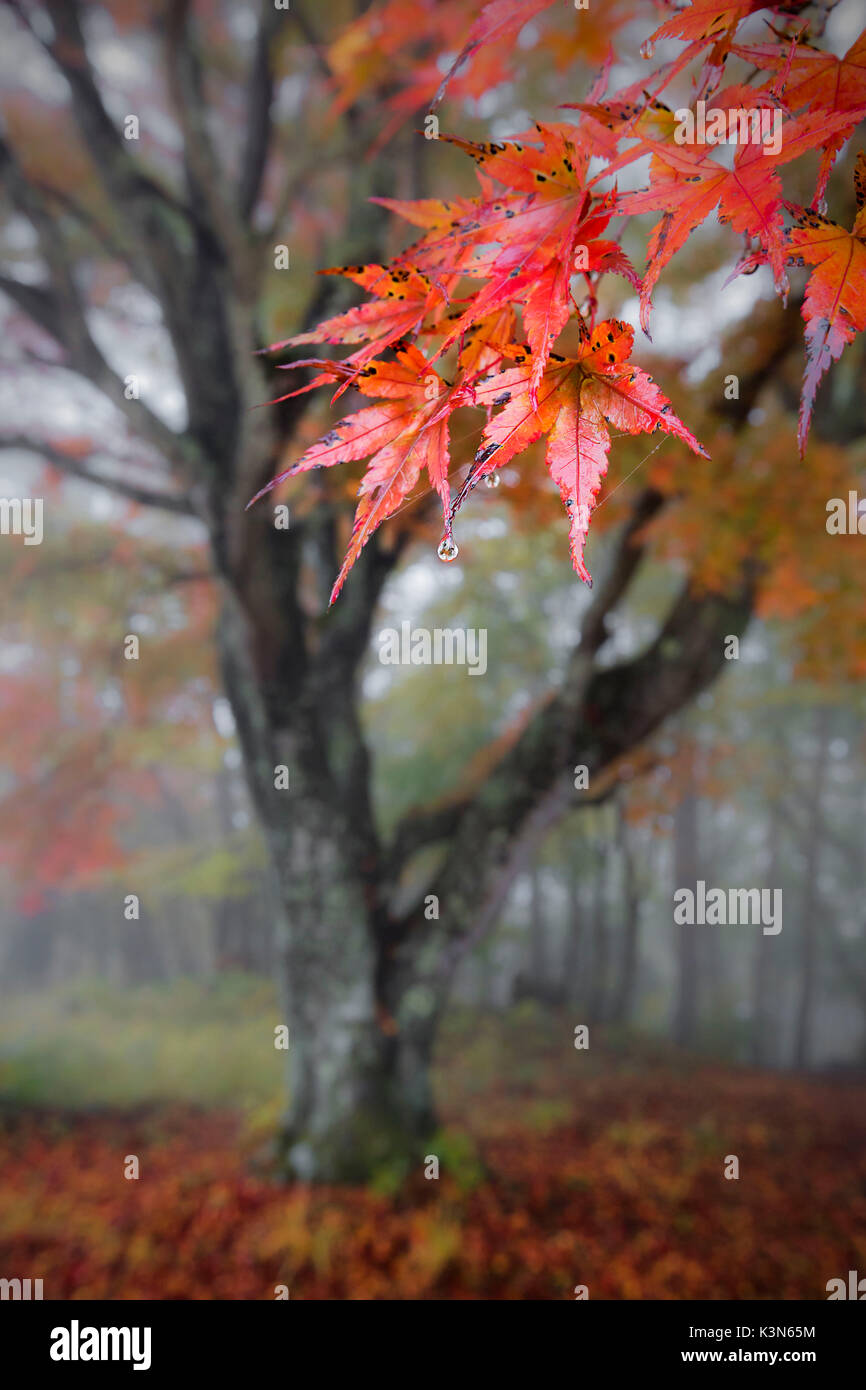 Narusawa Wald; Fuji fünf Seen. Stockfoto