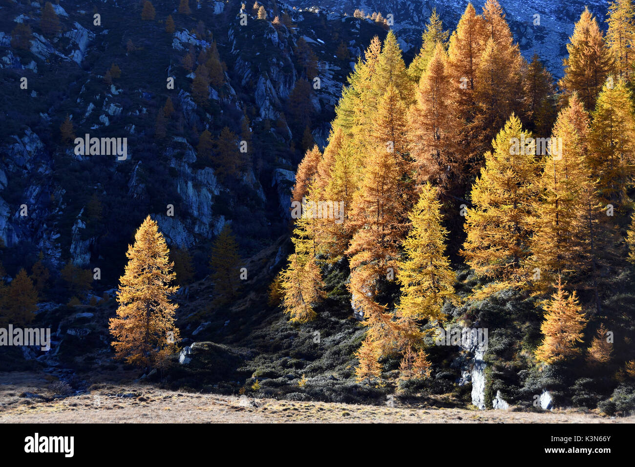 Herbst Farben auf der Tress, Camporcher Tal, Aostatal, Italien Stockfoto