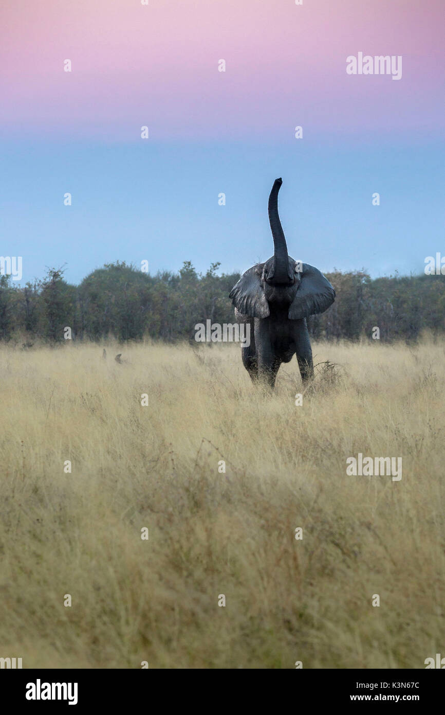 Ein Elefant riecht die Luft mit seinem Stamm auf der Suche nach Gefahren, durch unsere Anwesenheit gestört, im Bereich der Savuti Chobe National Park. Stockfoto