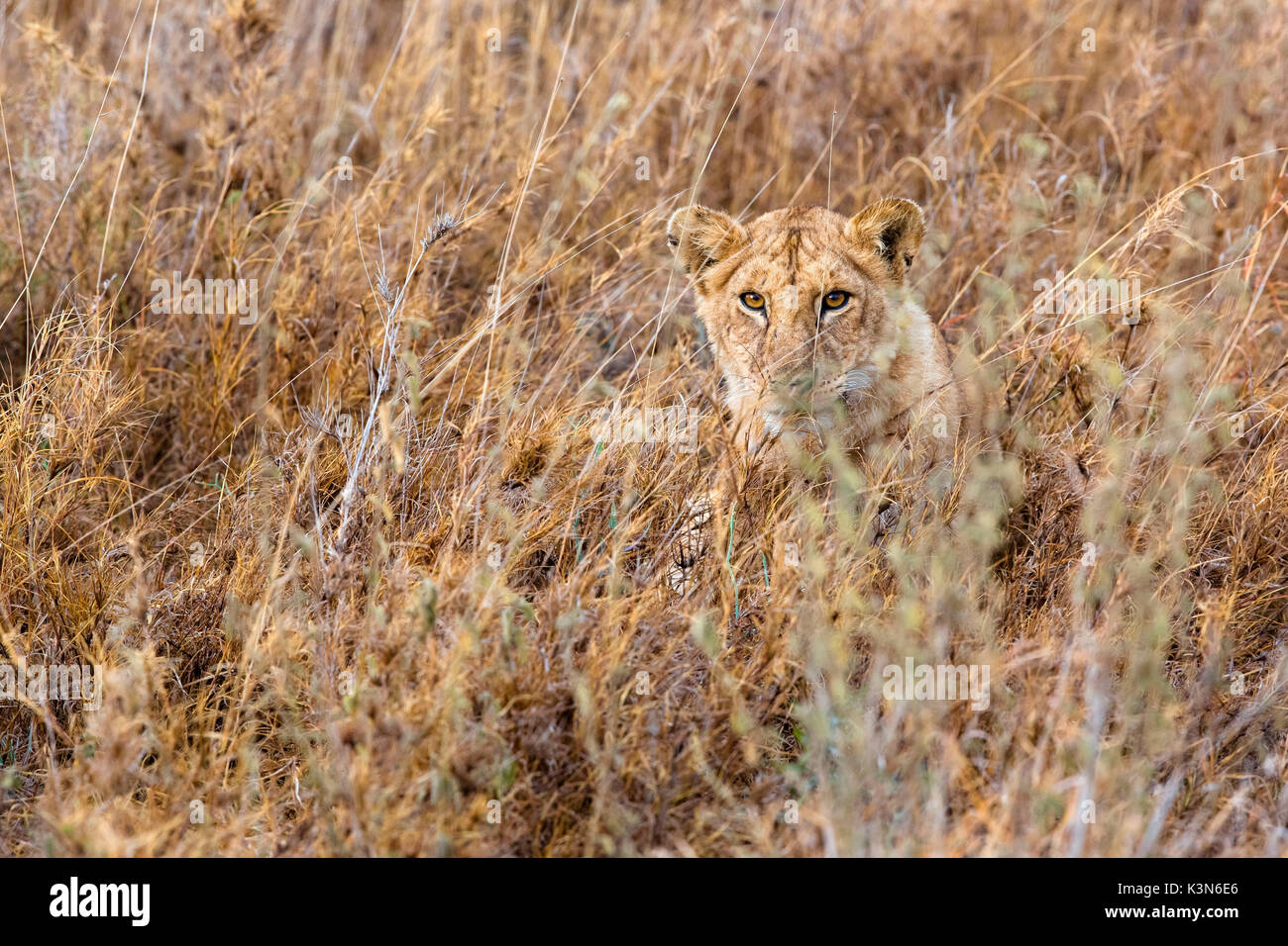 Ein lion Cub versteckt im Grasland der südlichen Serengeti National Park, Tansania. Stockfoto