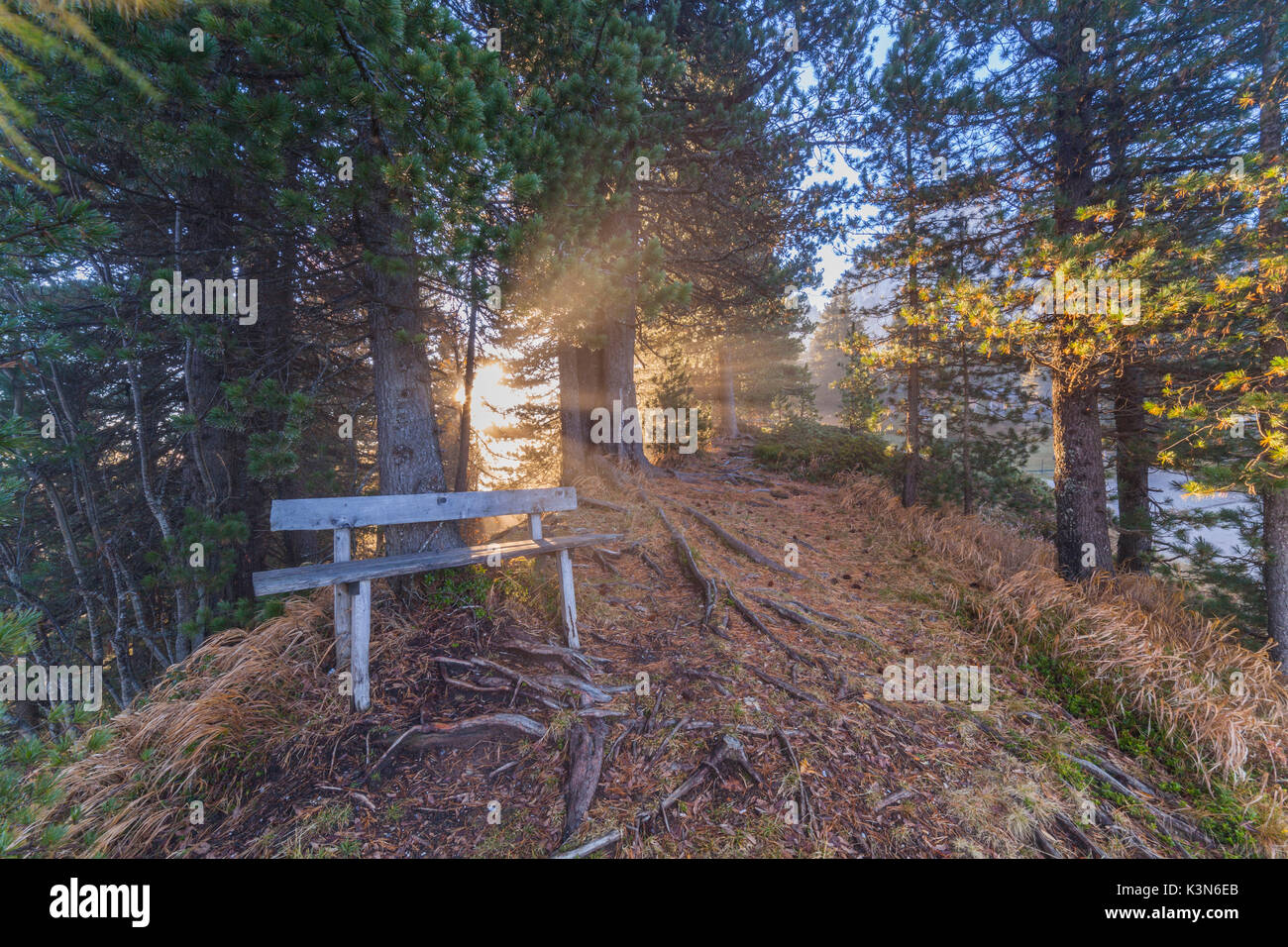 Europa Sudtirol Bozen Passo Delle Erbe Bank Aus Holz Im Wald