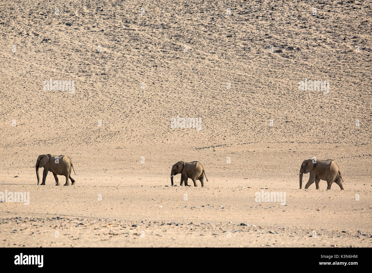 Wüstenelefanten Familie in Purros Wüste, Namibia Stockfoto