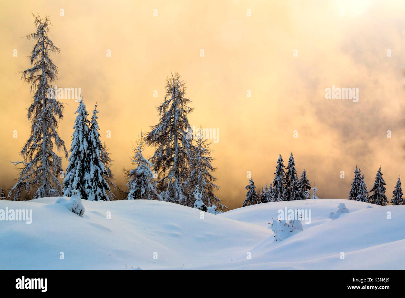 Dolomiten, Venetien, Belluno, Italien. Koniferen durch Schnee in eine surreale Winterlandschaft. Stockfoto