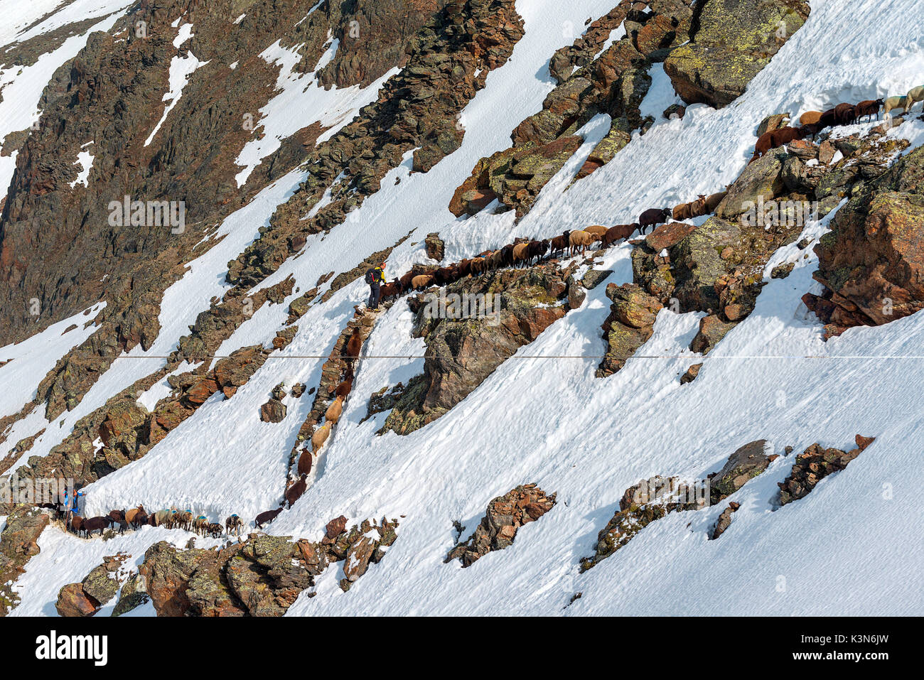 Senales / Schnals, Südtirol, Italien. Seit tausenden von Jahren der Hirte die Schafe auf den Giogo Basso (3016 m) und auf den Wiesen hinter dem Ötztal Stockfoto
