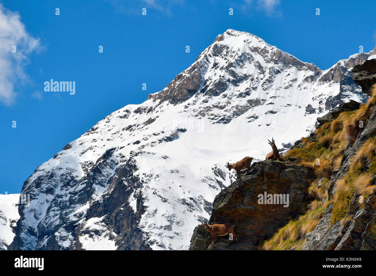Steinböcke in einem steilen Hang, Valtournenche, Italien Aosta Tal. Stockfoto