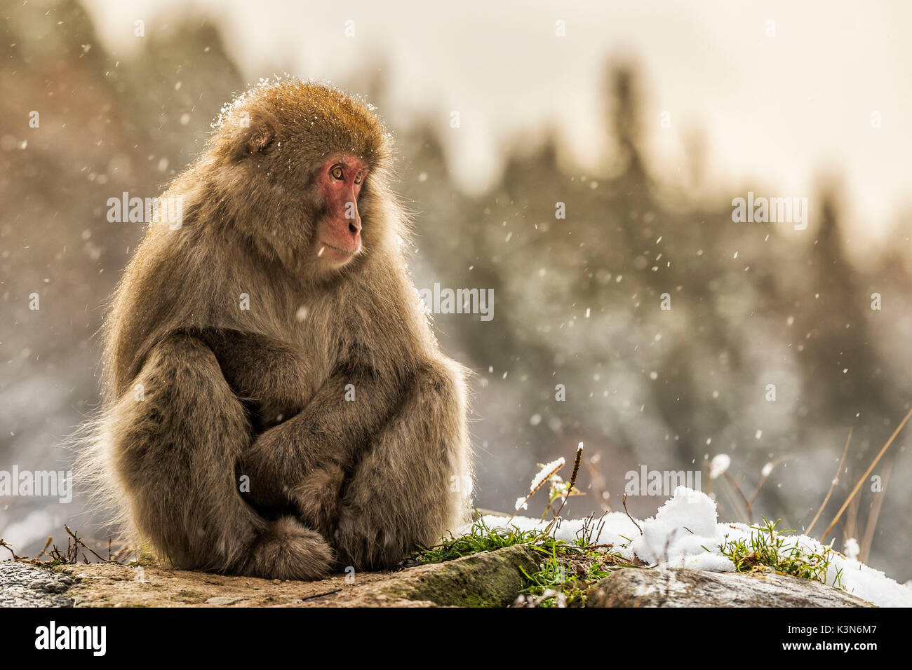 Schnee Affen von Jogokudani Tal, Nakano, Präfektur Nagano, Japan Stockfoto