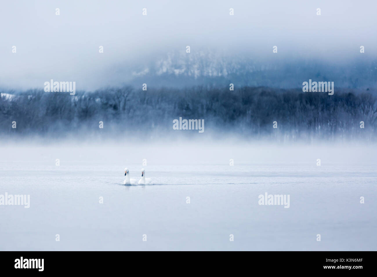 Singschwäne im See Kussharo, Hokkaido, Japan Stockfoto