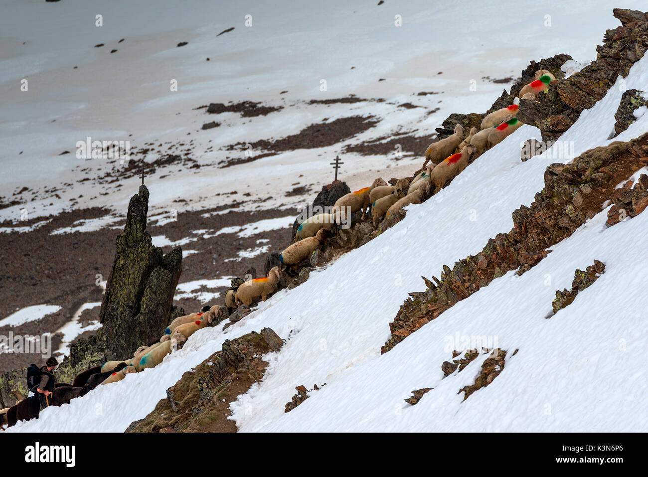 Senales / Schnals, Südtirol, Italien. Seit tausenden von Jahren der Hirte die Schafe auf den Giogo Basso (3016 m) und auf den Wiesen hinter dem Ötztal Stockfoto