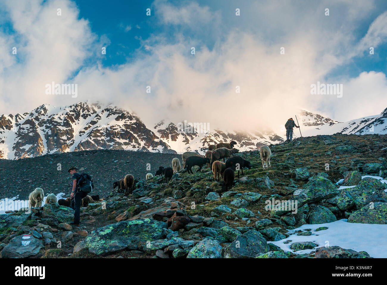 Senales / Schnals, Südtirol, Italien. Seit tausenden von Jahren der Hirte die Schafe auf den Giogo Basso (3016 m) und auf den Wiesen hinter dem Oetz ValleyIn Hintergrund die Fineilspitze. Stockfoto
