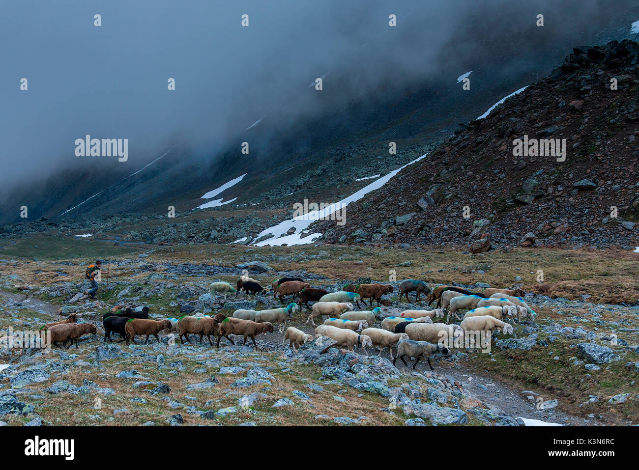 Senales / Schnals, Südtirol, Italien. Seit tausenden von Jahren der Hirte die Schafe auf den Giogo Basso (3016 m) und auf den Wiesen hinter dem Ötztal Stockfoto