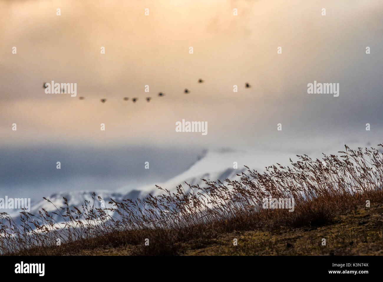 Svalbard; Vögel südwärts, Spitzbergen, Norwegen Stockfoto