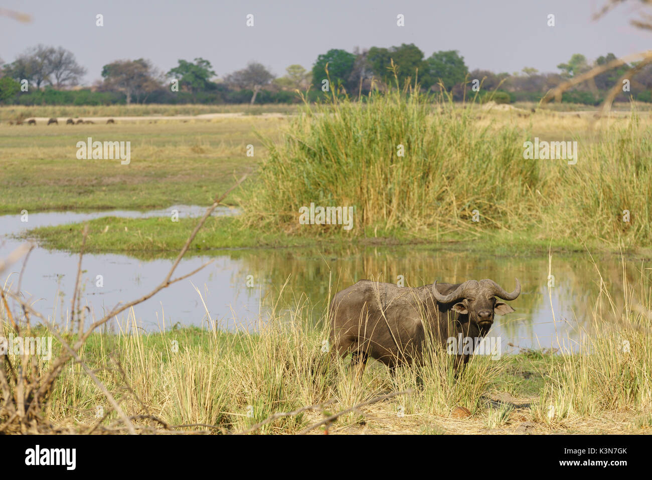 Afrikanische Büffel am Ufer des Okavango. Mahango Game Reserve, Kavango, Namibia. Stockfoto