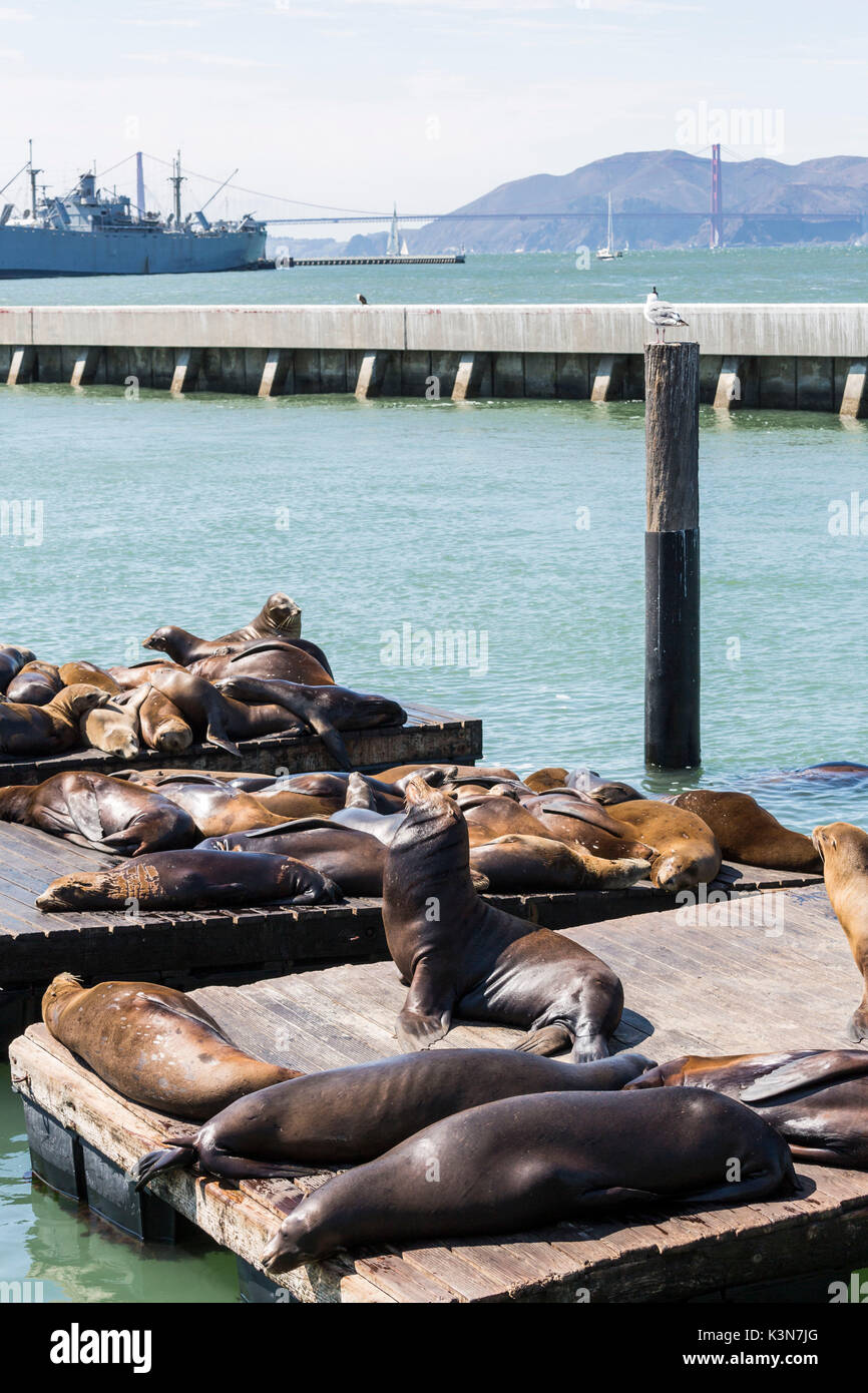 Seelöwen am Pier 39. San Francisco, Marin County, Kalifornien, USA. Stockfoto