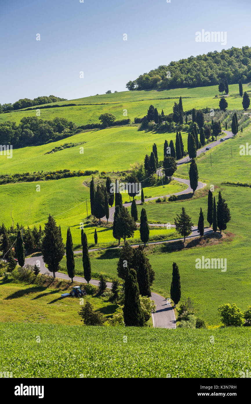 Straße mit Zypressen. Val d'Orcia, Siena, Toskana, Italien. Stockfoto