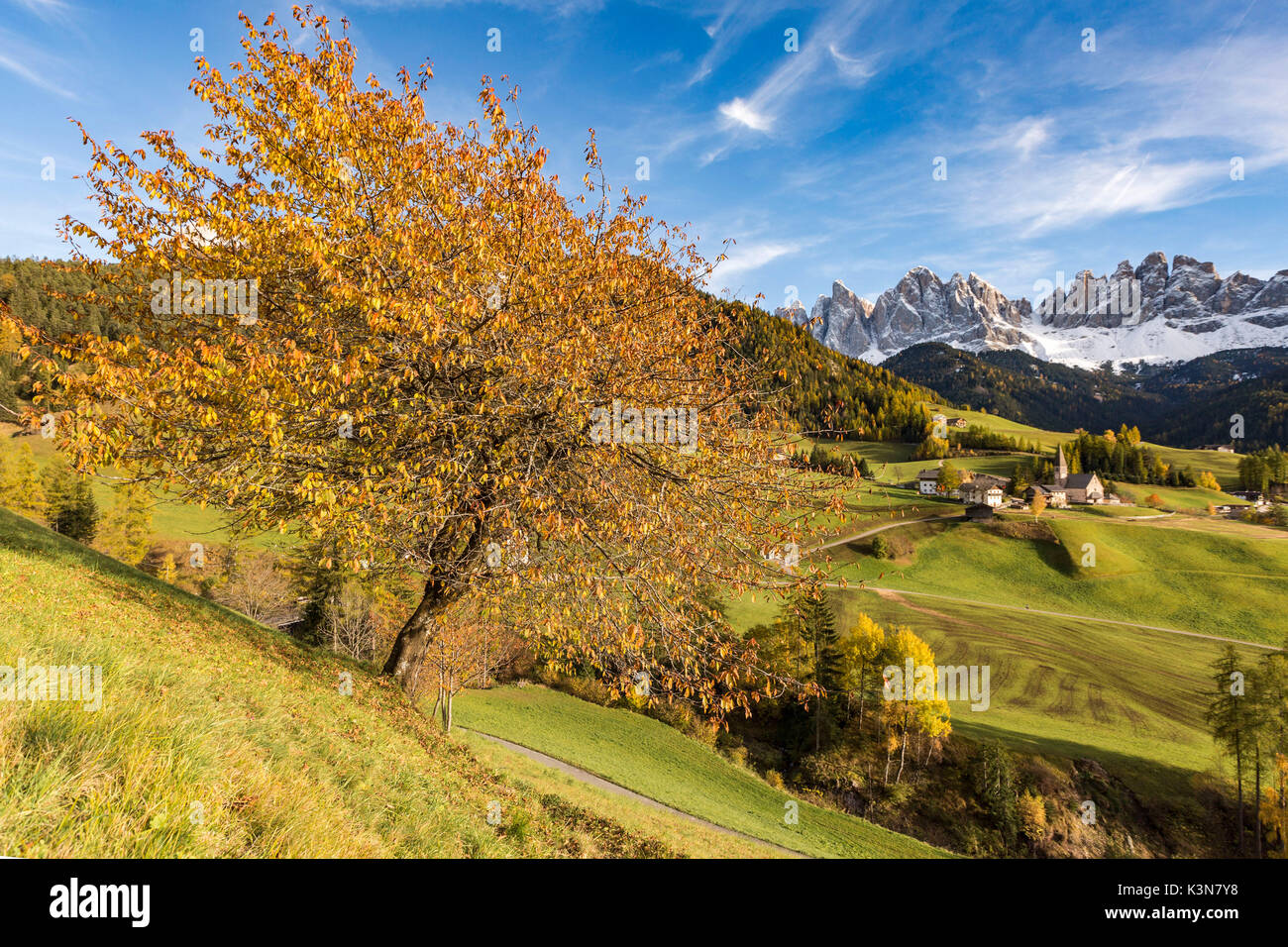 Herbstliche Kirschbaum mit Santa Maddalena Dorf und Geisler Dolomiten Gipfeln im Hintergrund. Santa Maddalena, Funes, Bozen, Trentino Alto Adige, Südtirol, Italien, Europa. Stockfoto