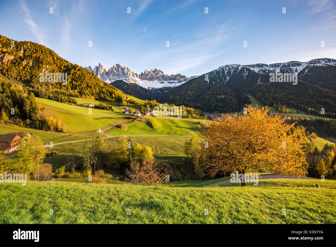 Herbstliche Kirschbaum mit Santa Maddalena Dorf und Geisler Dolomiten Gipfeln im Hintergrund. Santa Maddalena, Funes, Bozen, Trentino Alto Adige, Südtirol, Italien, Europa. Stockfoto