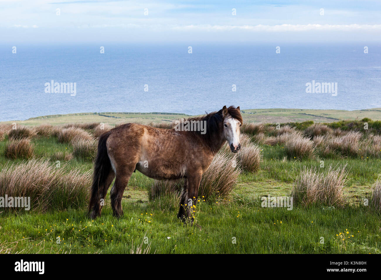 Pferd in der Landschaft. County Clare, Irland, Europa. Stockfoto