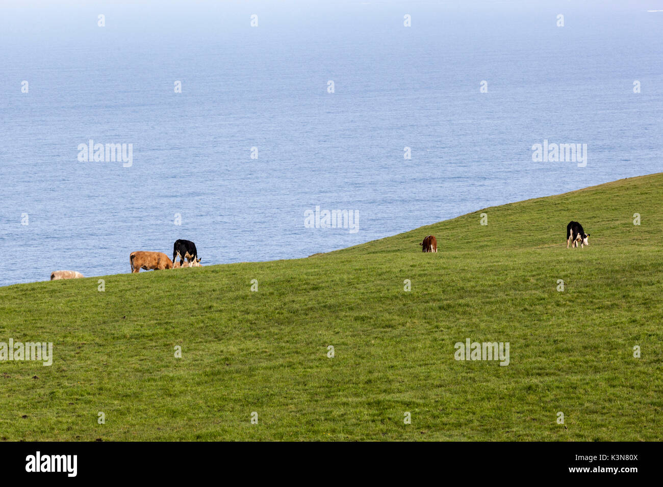 Kühe grasen in der Landschaft. County Clare, Irland, Europa. Stockfoto