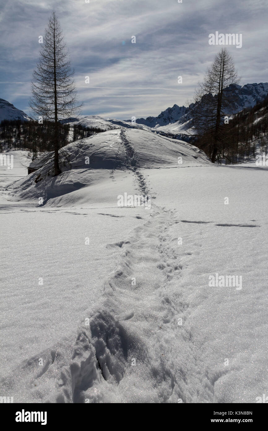 Ein Track auf dem gefrorenen Schnee läuft zwischen zwei Bäumen. Winter in Alpe Devero, Piemont, Italien. Stockfoto