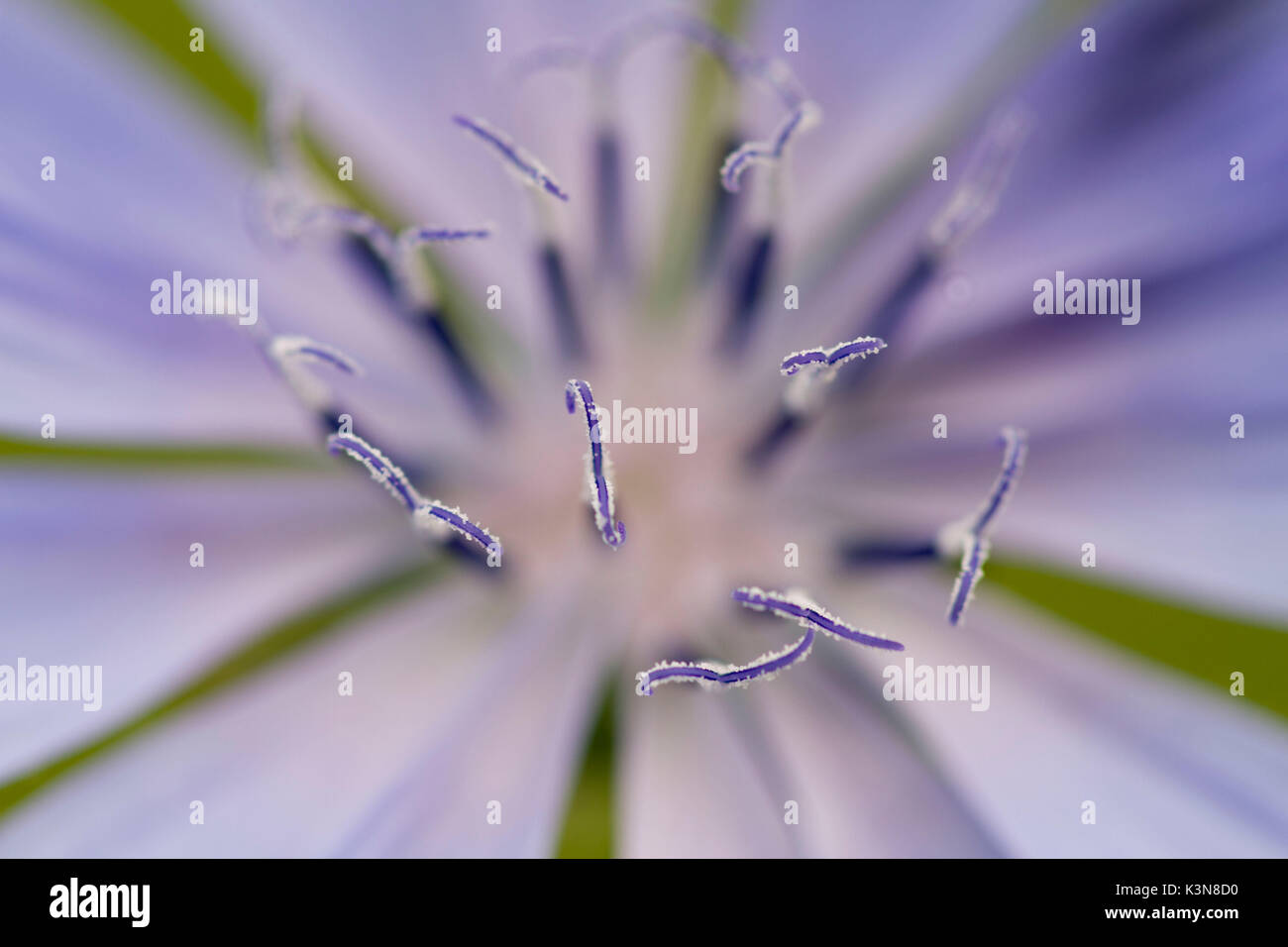 Ein Makro Detail des pollenstäubens von Cicoria comune Blume oder Cichorium, Asteraceae Familie. Lombardei, Italien Stockfoto