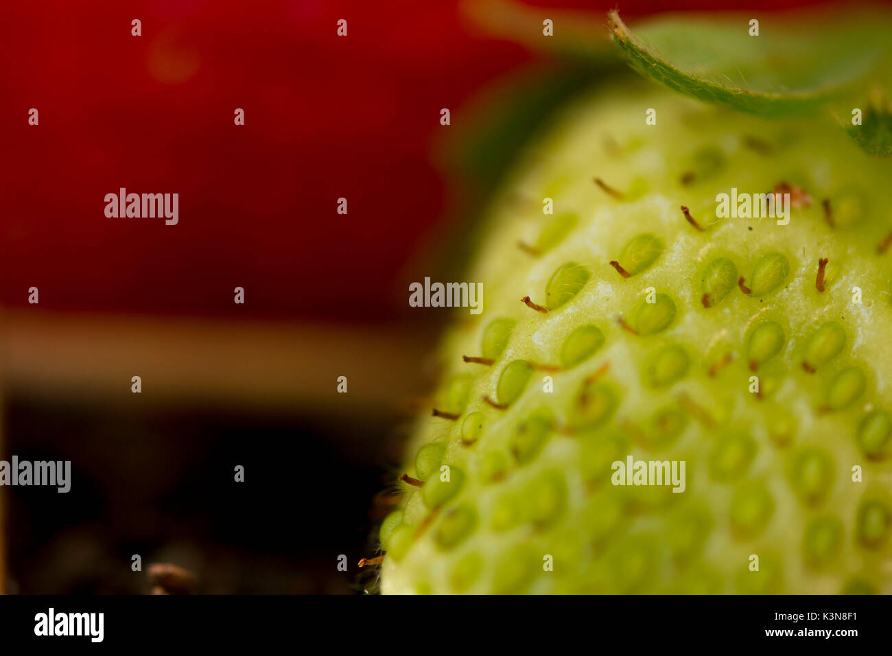 Die achenes, die kleinen Samen auf der Haut dieser grünen unreifen Erdbeeren, das sind die echten Früchte dieser Pflanze Stockfoto