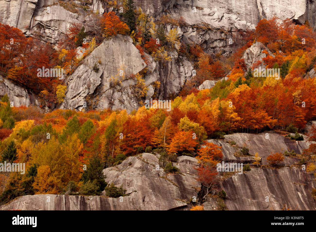 Mello Tal, Valtellina, Lombardei, Italien. Bäume im Herbst auf den Granitwänden Stockfoto
