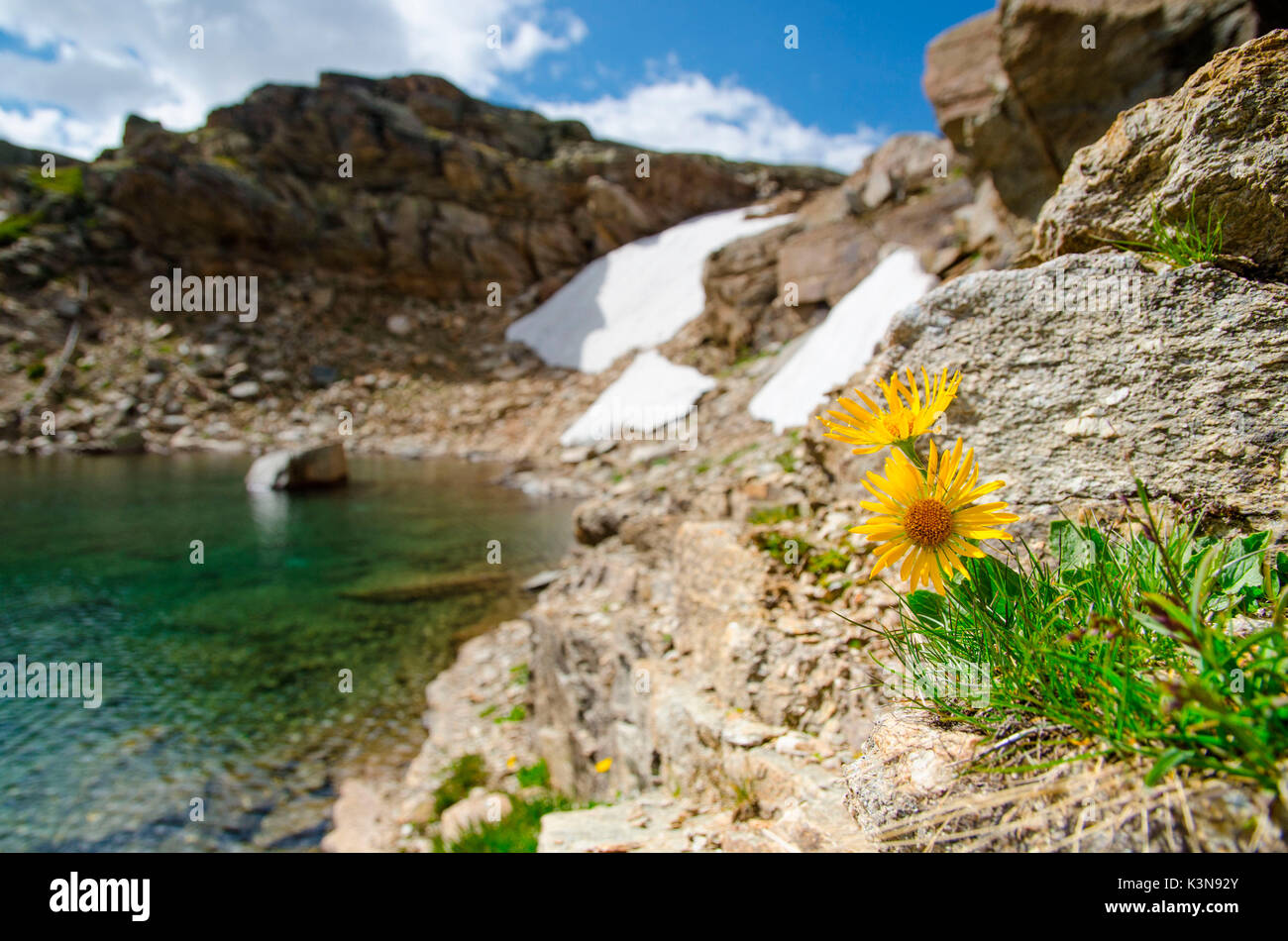 Arnika (Valsavarenche, Nationalpark Gran Paradiso, Aostatal, Alpen) Stockfoto