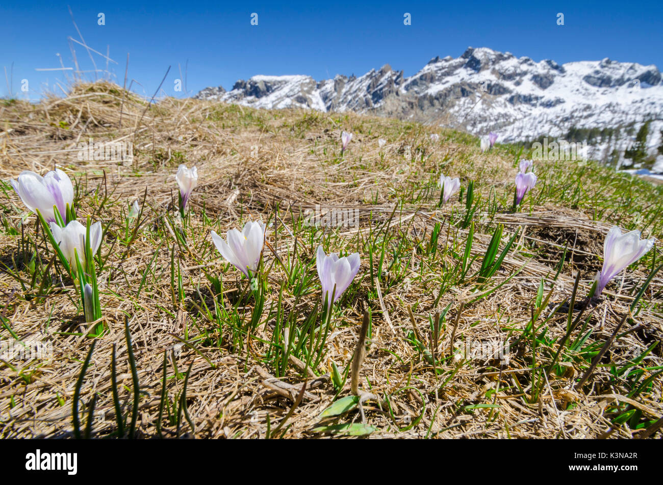 Crocus (Val Chalamy, Mont Avic Natura Park, Aostatal, Italien) Stockfoto