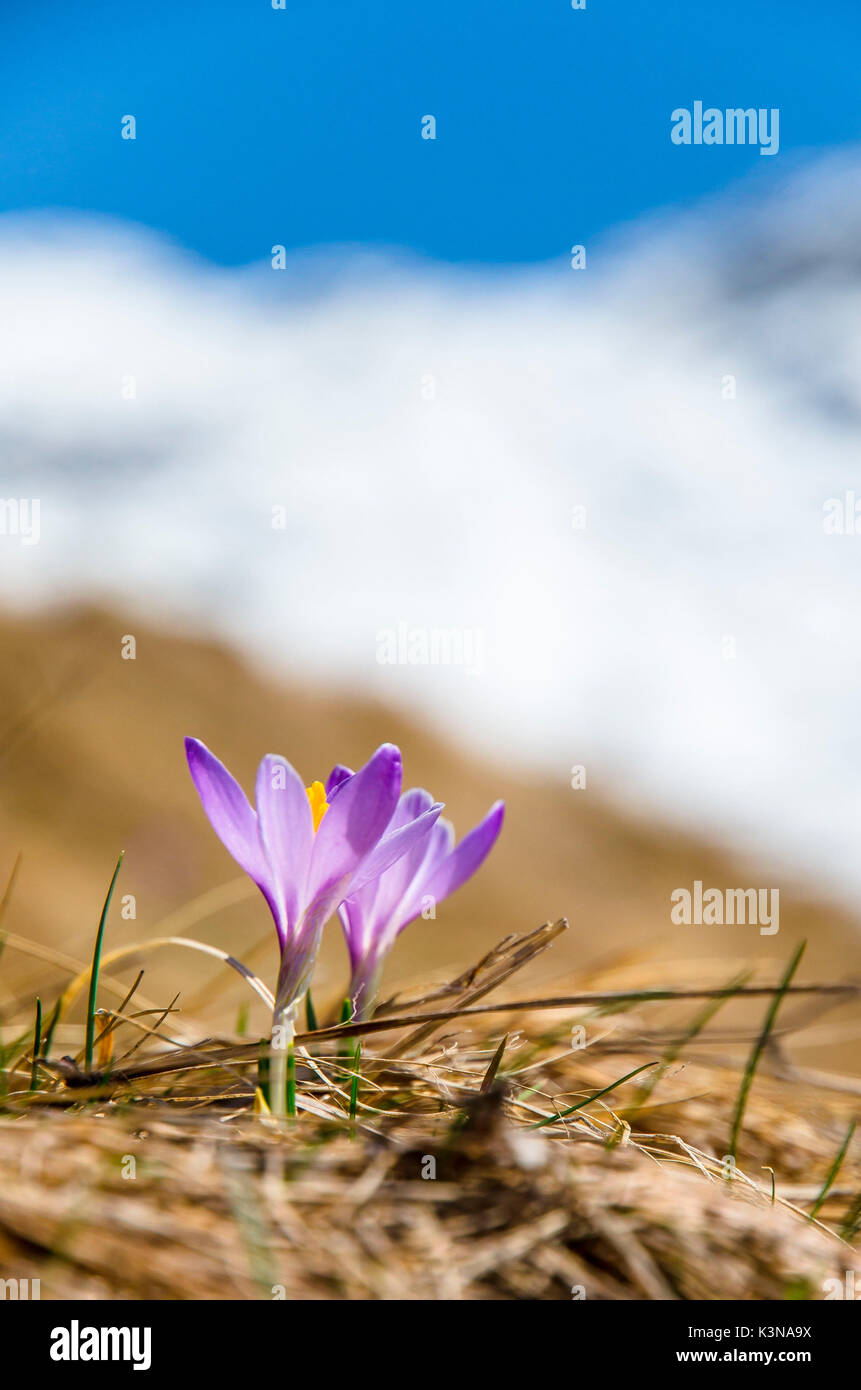 Crocus vernus (Valchiusella, Piemont, italienische Alpen) Stockfoto