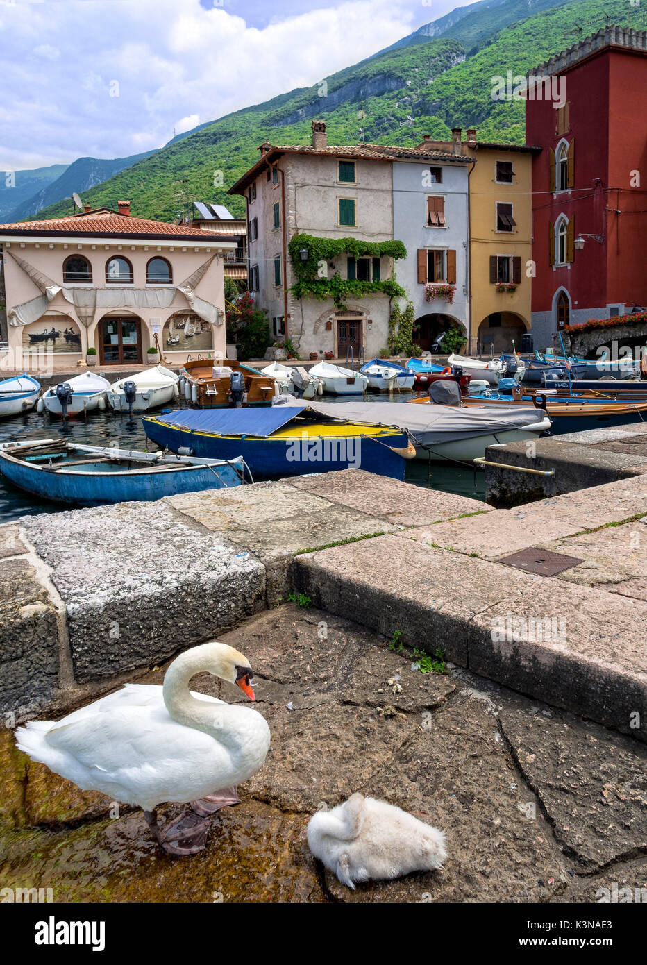 Schwäne am Yachthafen der kleinen Stadt Malcesine, Gardasee, Venetien, Italien Stockfoto