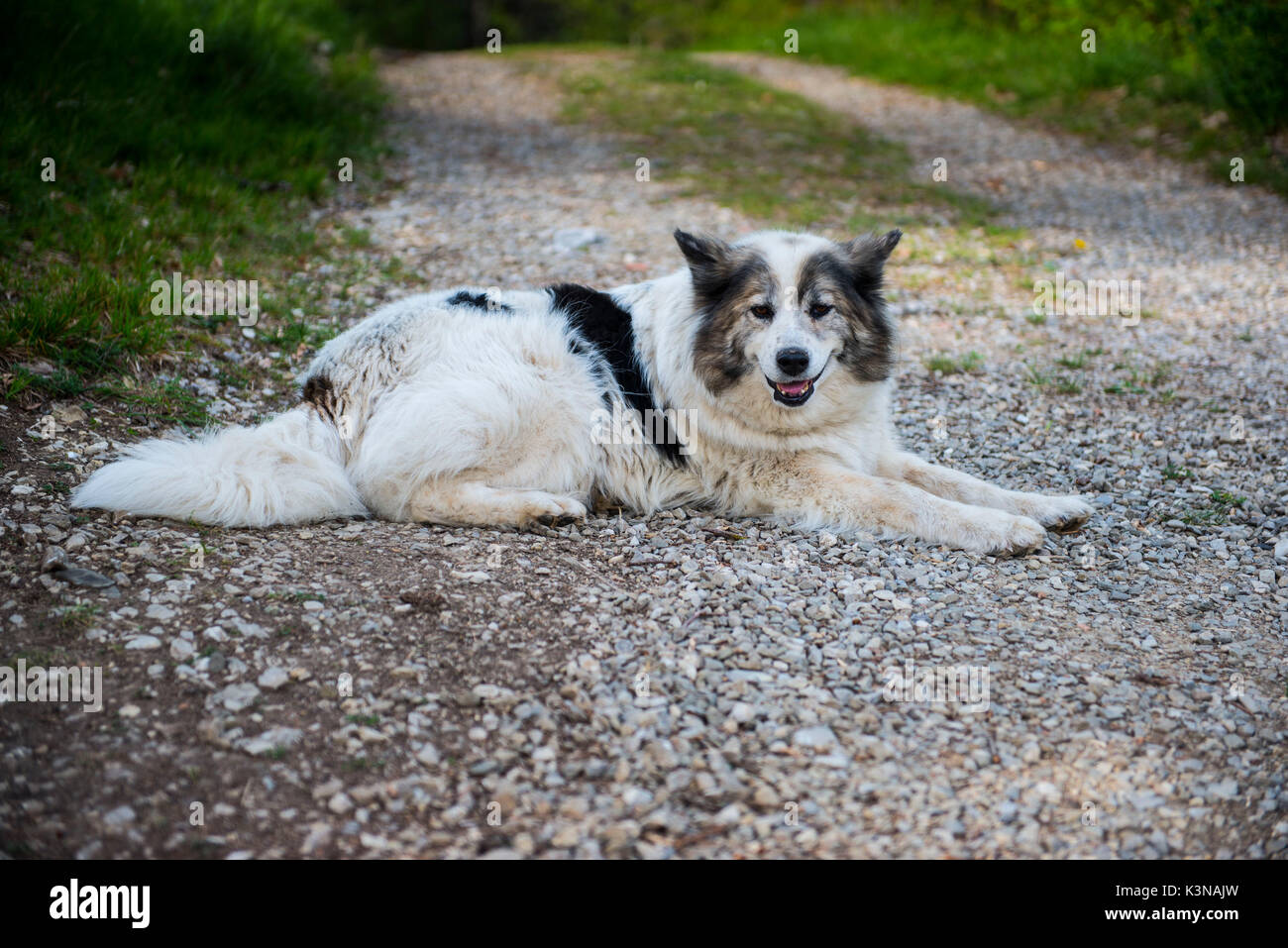 Italien, Toskana, weißen Fell Hund mit schwarzen Flecken sitzen auf einem Feldweg mit seinen Augen direkt in die Kamera Stockfoto
