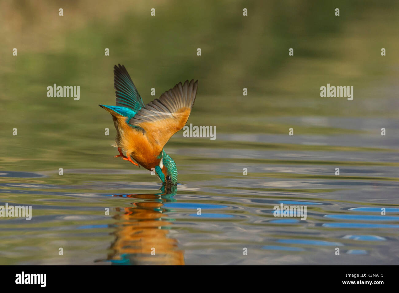Kingfisher Tauchen in Wasser, Trentino Alto-Adige, Italien Stockfoto
