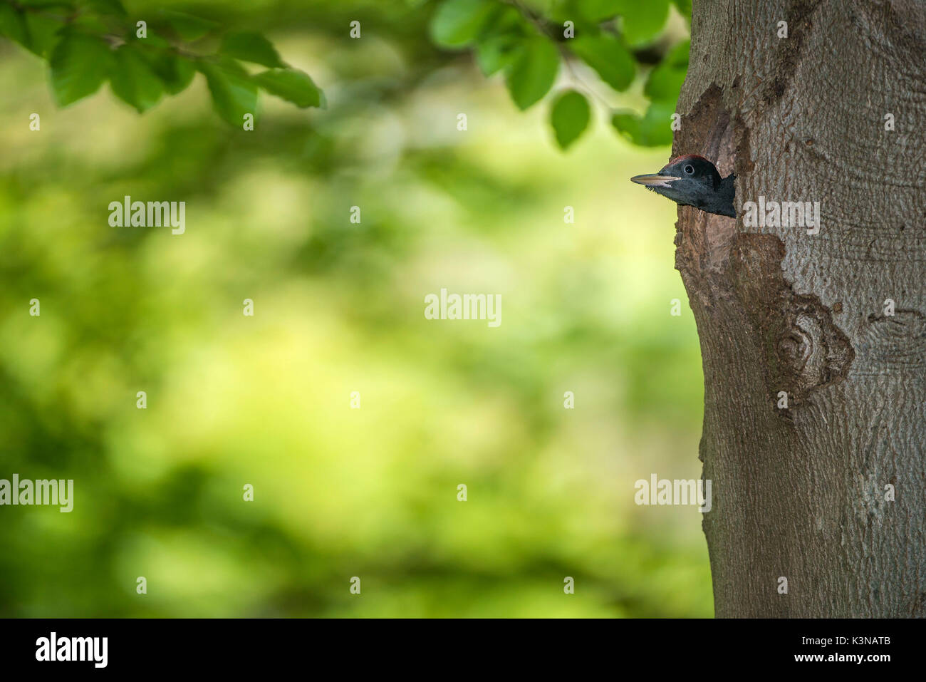 Welpen Schwarzspecht, Trentino Alto-Adige, Italien Stockfoto