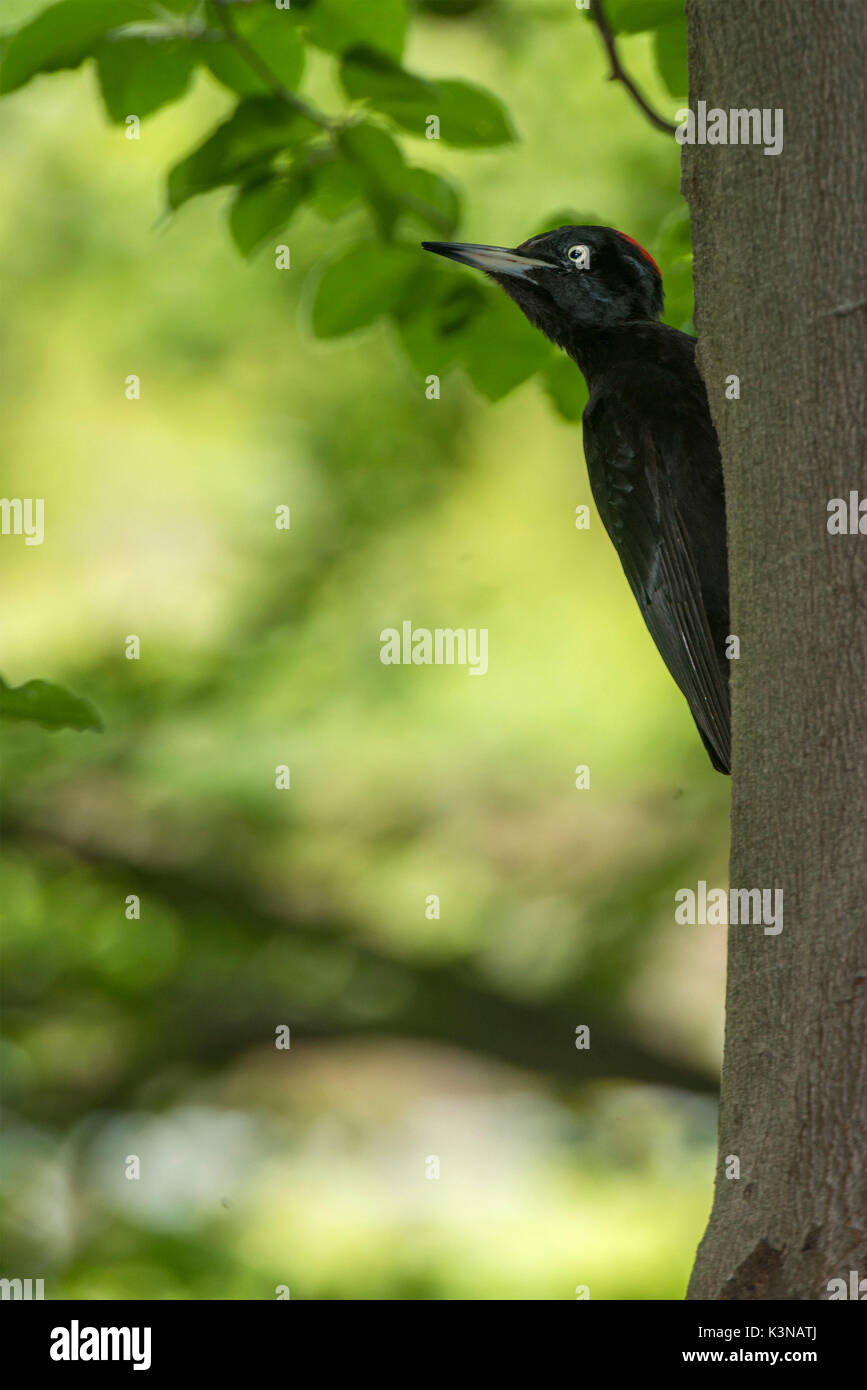 Schwarzspecht auf einem Baum, Trentino Alto-Adige, Italien Stockfoto