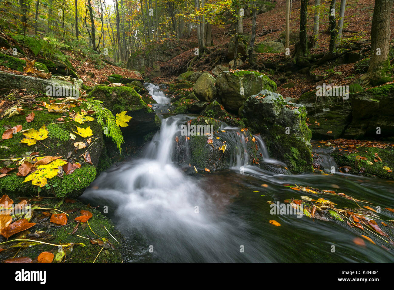 Ein Bach in Oropa Tal im Herbst (oropa Tal, Provinz Biella, Piemont, Italien, Europa) Stockfoto