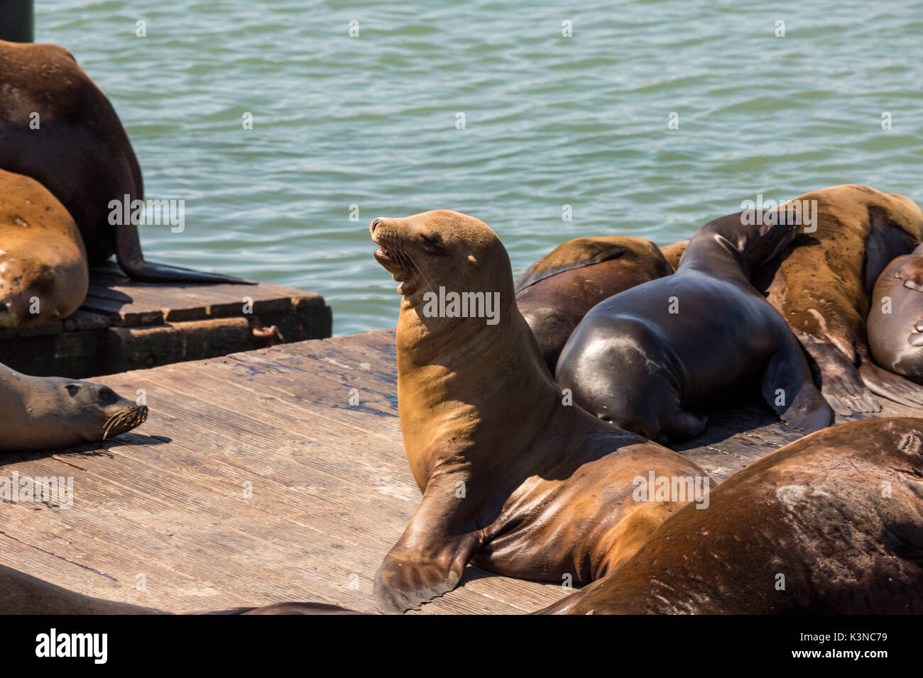 Seelöwen am Pier 39. San Francisco, Marin County, Kalifornien, USA. Stockfoto
