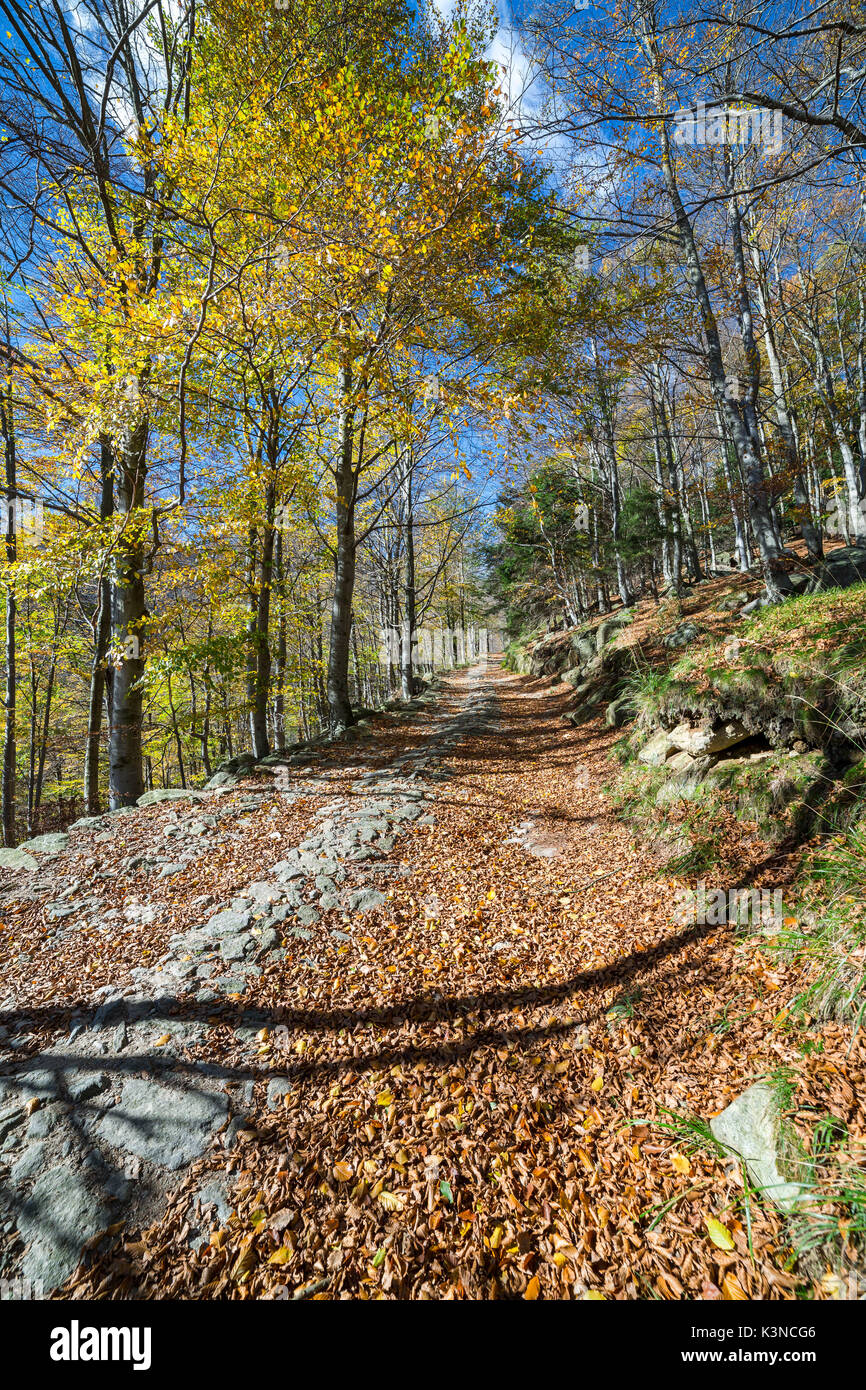 Schmutz Wanderweg im Buchenwald im Herbst (oropa Tal, Provinz Biella, Piemont, Italien, Europa) Stockfoto
