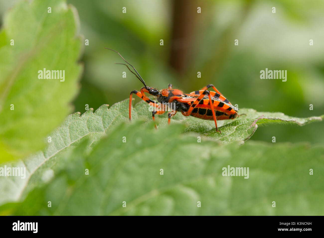 Die Nahaufnahme von Assassin Bug Insekten rot und schwarz oder Rhynocoris Iracundus. Lombardei, Italien Stockfoto