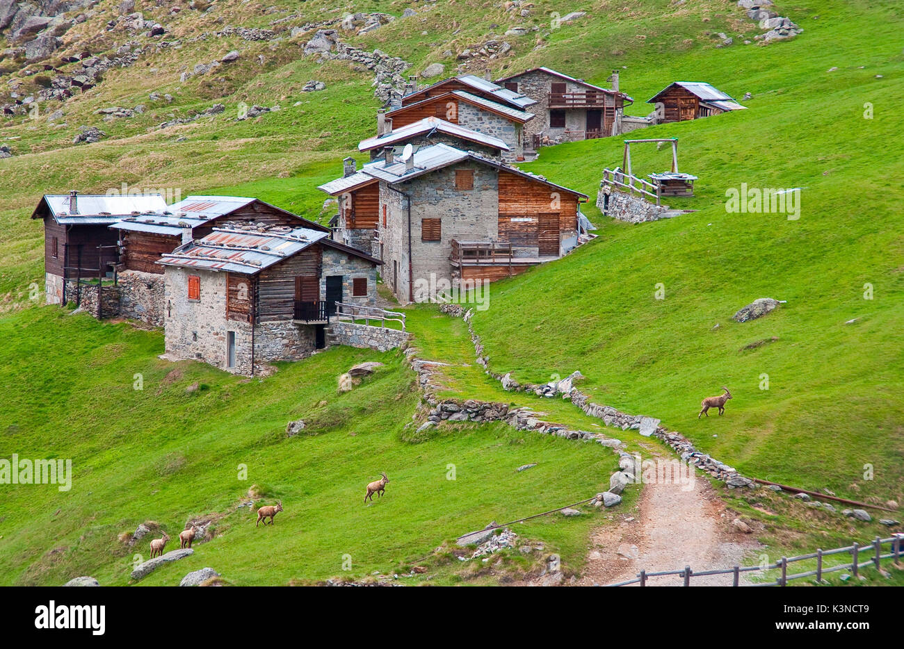 Steinböcke in Rezzalo's Valley, Valtellina, Lombardei Stockfoto