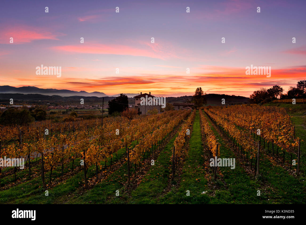 Adro, Franciacorta, Brescia, Lombardei, Italien Sonnenaufgang fotografiert in Franciacorta im Herbst 2015. Im Vordergrund Weinberge orange hinter einer klassischen Ferienhausgebiet Stockfoto