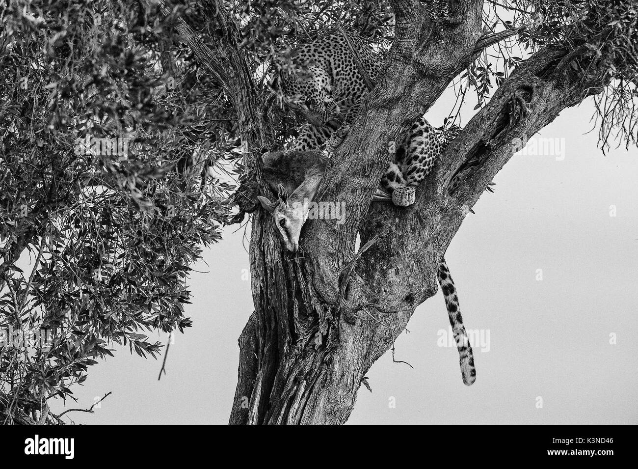 Park Masai Mara, Kenia, Afrika männliche Leopard mit seiner Beute auf einer Anlage Stockfoto