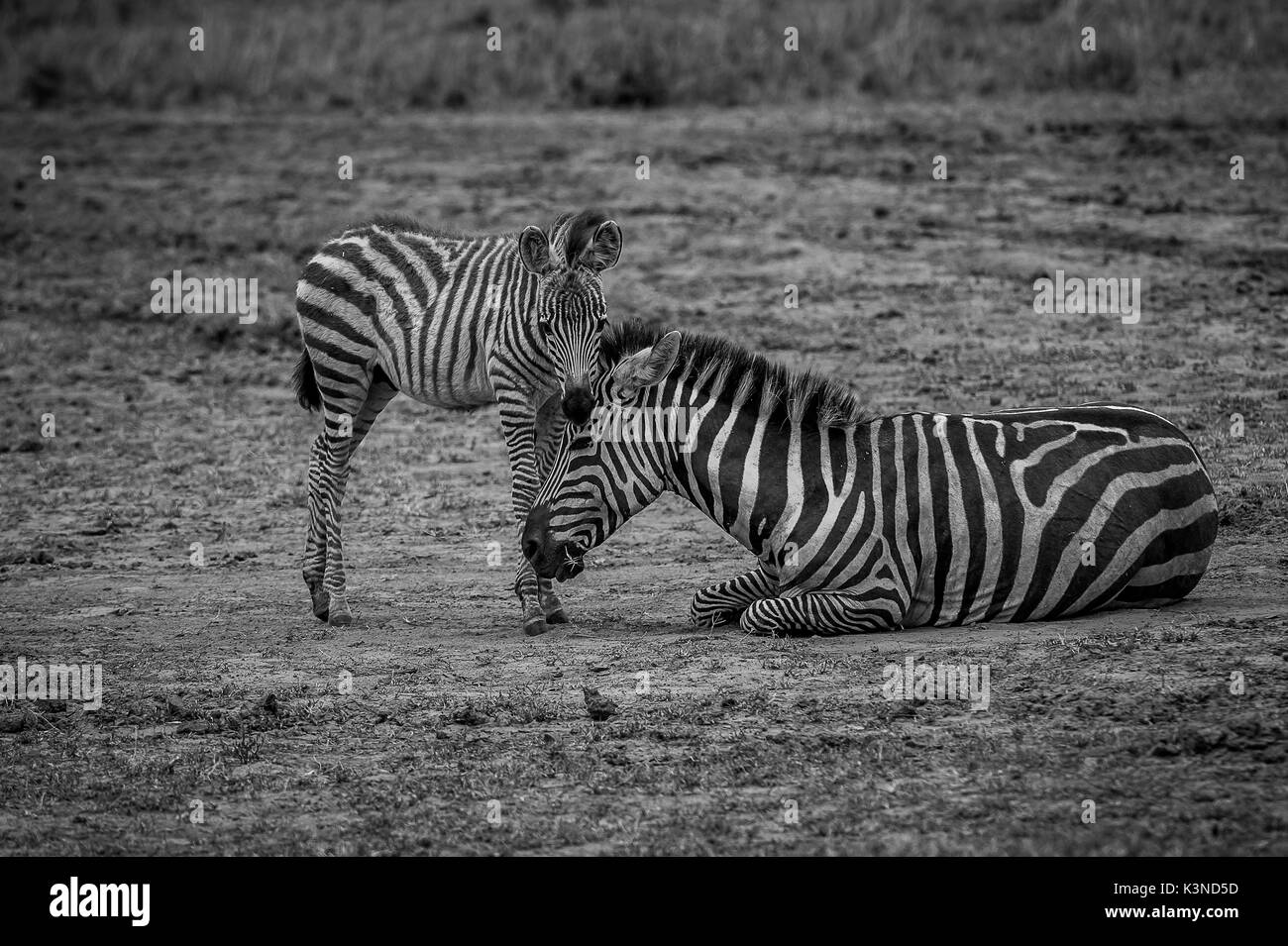 Die Masai Mara, Kenia, Afrika ein Baby Zebra mit Mom Stockfoto