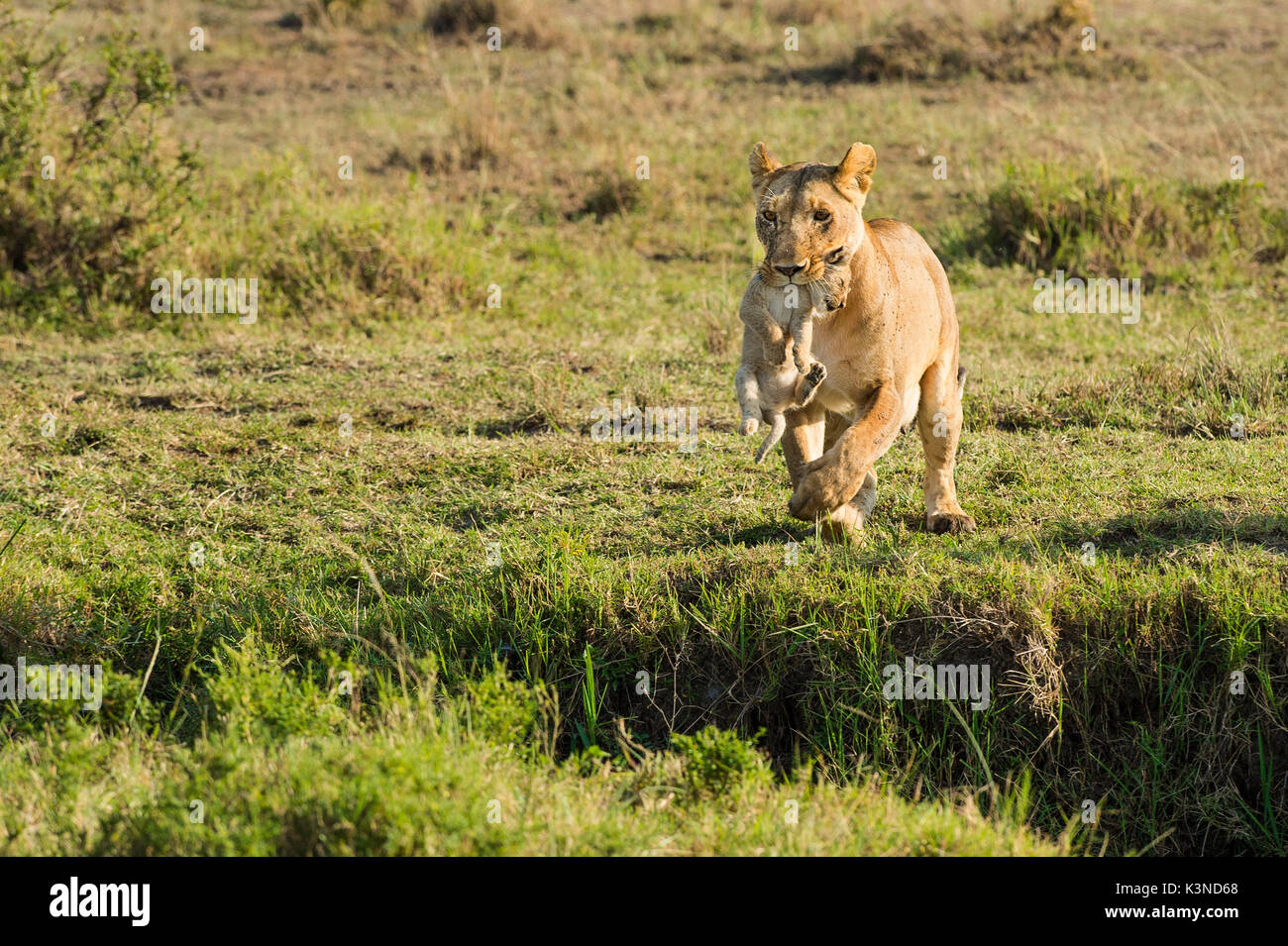 Masai Mara Park, Kenia, Afrika Löwin springt einen Graben mit den Welpen in ihrem Mund fotografiert in der Masai mara Stockfoto