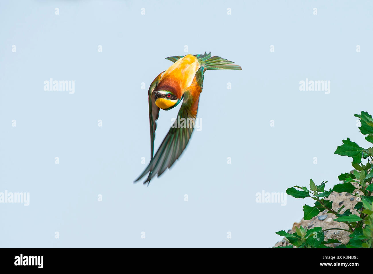Canneto sull'Oglio, Mantova, Lombardei, Italien Die bienenfresser im Flug fotografiert. Stockfoto