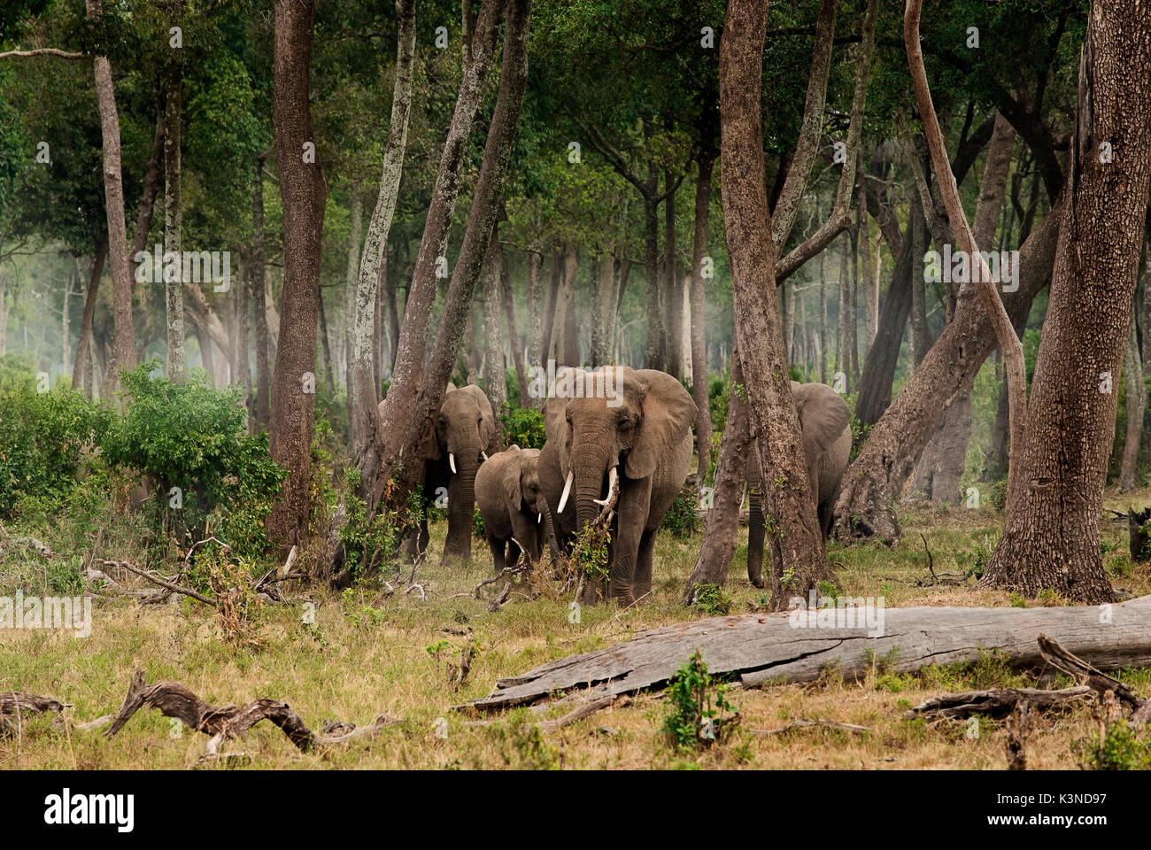 Die Masai Mara, Kenia, Afrika eine Gruppe Elefanten beim Beenden einer bewaldeten Gebiet der Masai Mara. Stockfoto