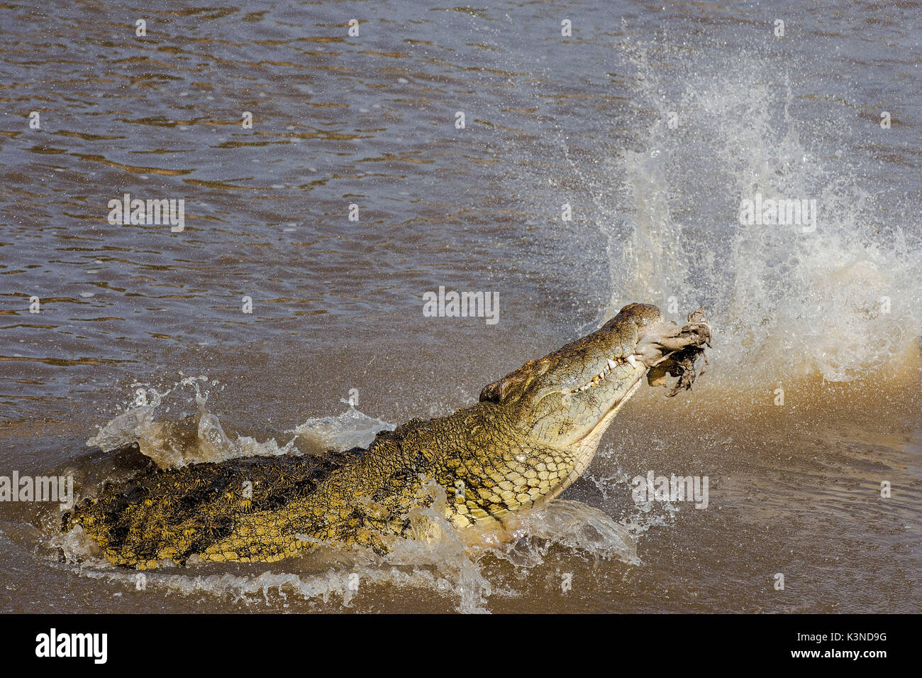 Die Masai Mara, Kenia, Afrika, ein erwachsener Krokodil als beendet er seine Beute zu essen. Stockfoto