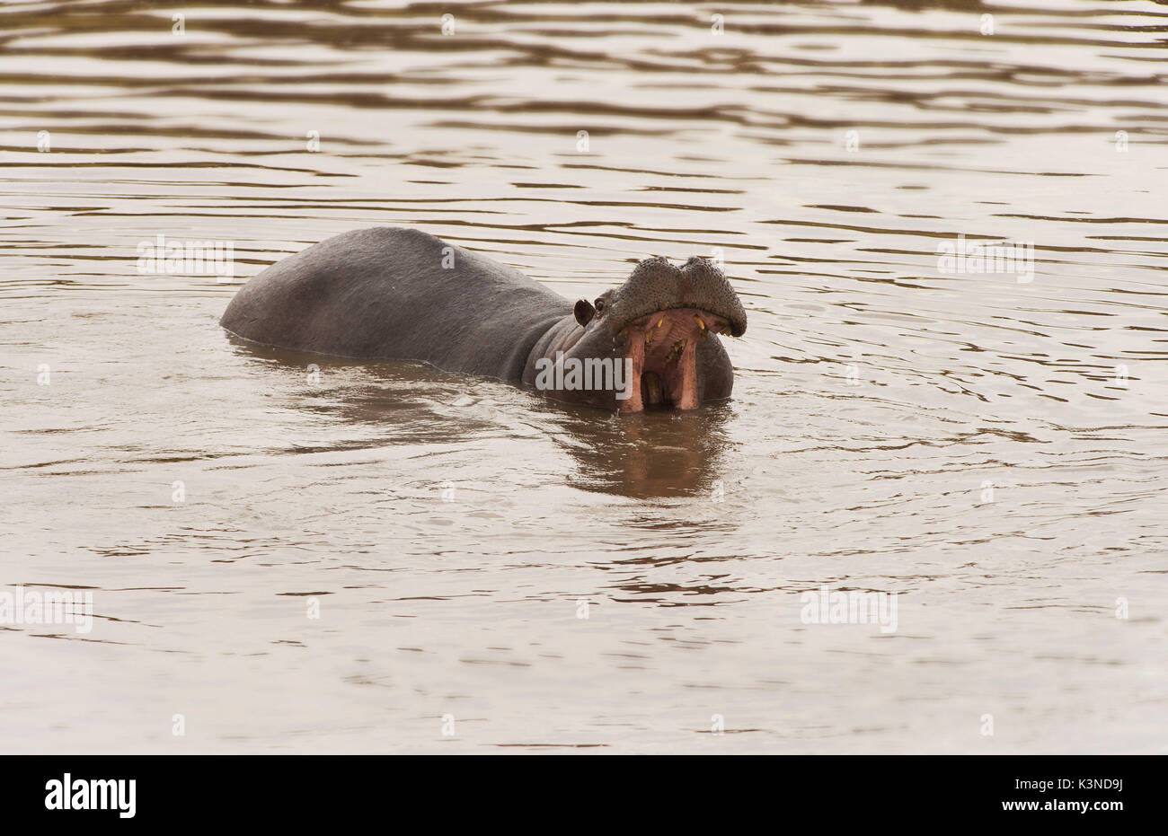 Die Masai Mara, Kenia, Afrika ein Hippo gefilmt beim Spaziergang am Strand eines Flusses mit Blick in Richtung der Kamera. Stockfoto