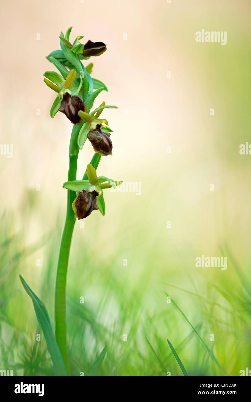 Gardasee, Brescia, Lombardei, Italien eine Ophrys sphegodes fotografiert in einem Camp am Gardasee. Stockfoto