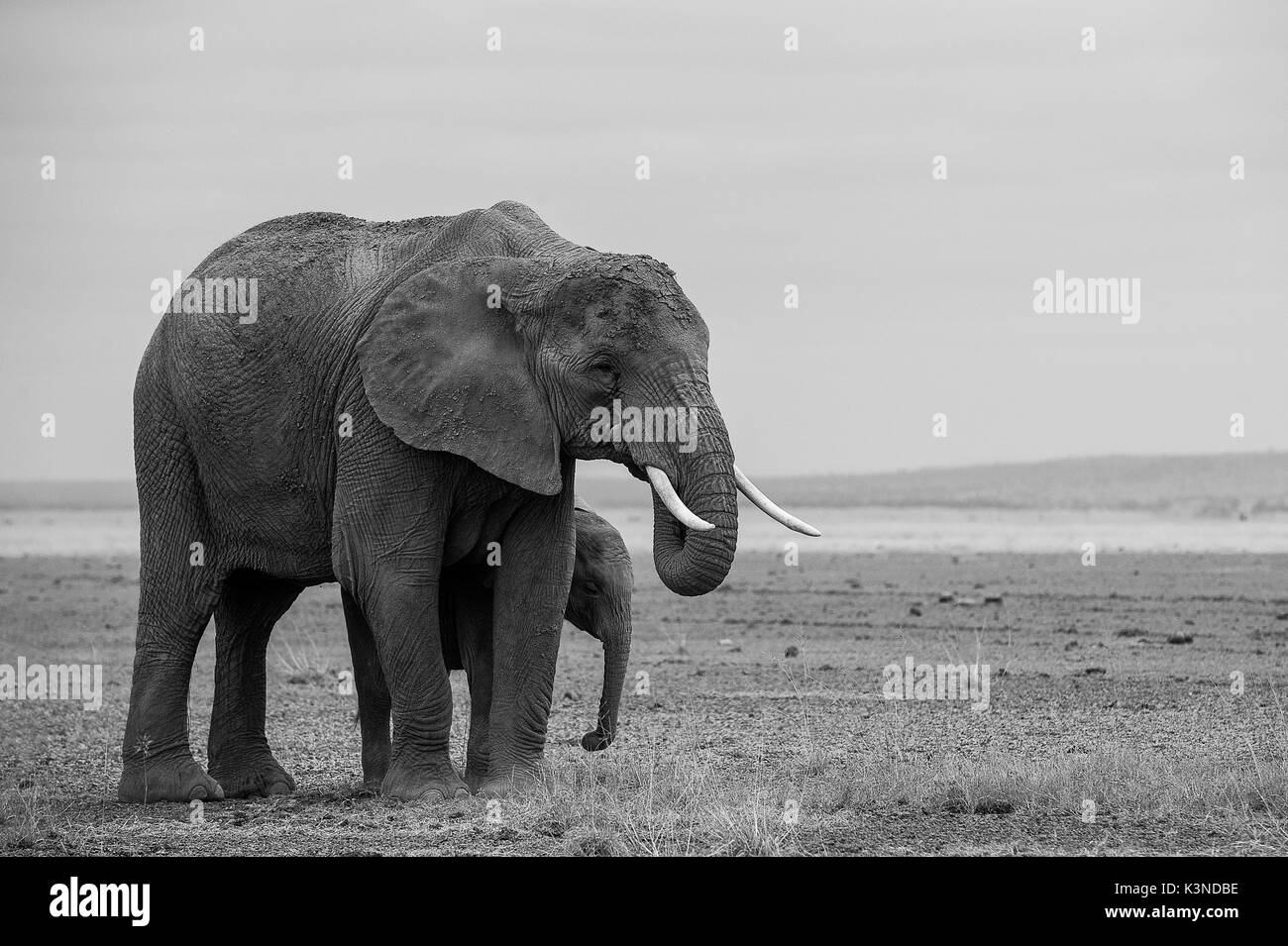 Amboseli Park, Kenia, Afrika, Mutter und Sohn zum Inneren der Elefanten in Kenia Amboseli Park genommen Stockfoto